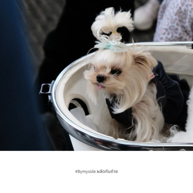 🏙 Xiantianti – ย่านช้อปปิ้งและไลฟ์สไตล์