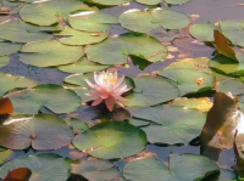 Discovering Nature’s Pharmacy at Tokyo Medicinal Plant Garden 🌿