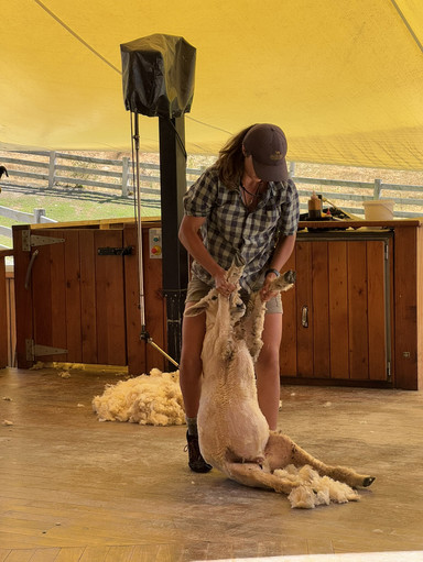 クイーンズタウン】笑いと驚きが止まらない！Walter Peak Farmの羊の毛
