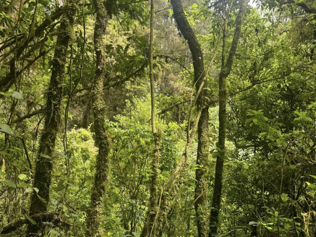 Waitomo Glowworm Caves