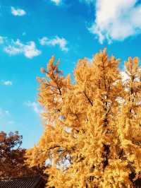 Gyeonggijeon (경기전) – The Unique Bamboo-Foliage Blend