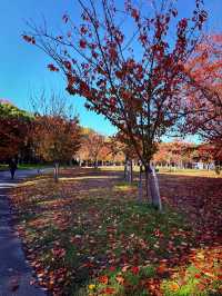 Osaka Leaf Bliss🍁  