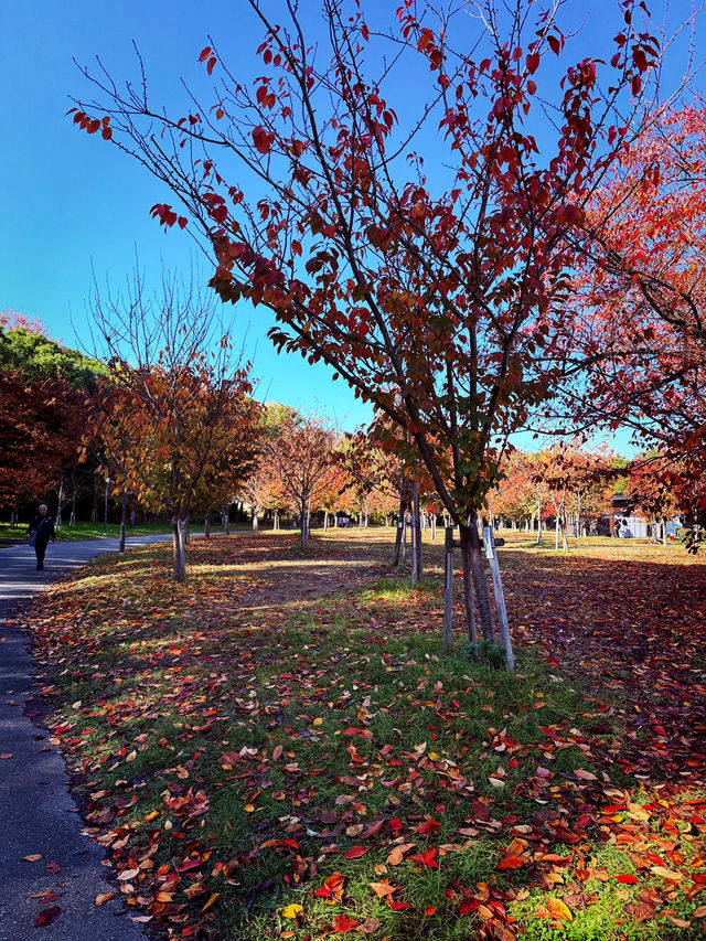 Osaka Leaf Bliss🍁  