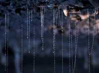 地下星河/懷託摩螢火蟲洞