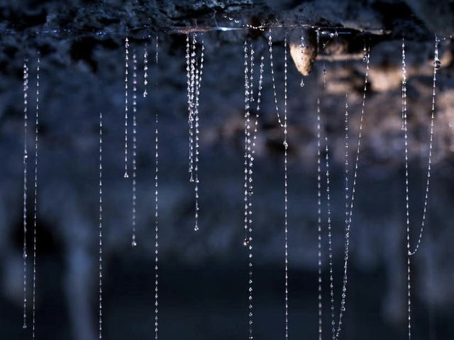 地下星河/懷託摩螢火蟲洞