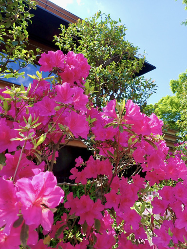 根津神社のつつじ苑、見渡す限りの色彩。 | Trip.com 東京