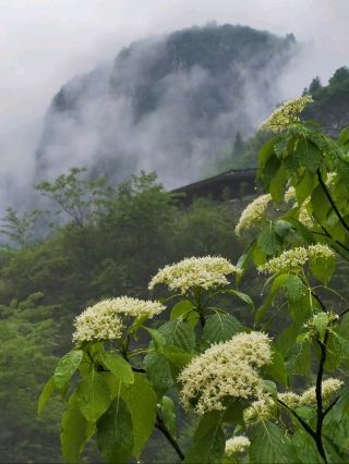 🌿 Luyuanping | Enshi's Hidden Village Beneath the Cliffs