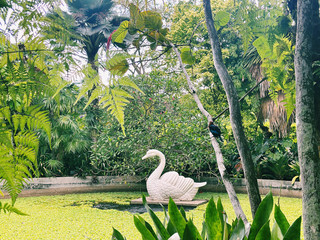 Victoria Lily Pond Singapore: The Ultimate Urban Escape Without Leaving the City