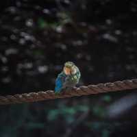 Birdwatching @ Dolphin Cove Ocho Rios