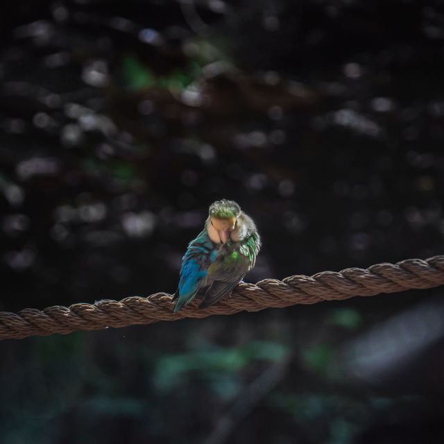 Birdwatching @ Dolphin Cove Ocho Rios