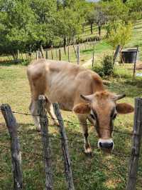 Too hot in Budva? Come to Tron, where your only neighbors are cows and clouds🐮⛅️