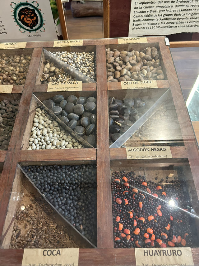 🪷世界初のアヤワスカ博物館へ🇵🇪ペルー【タラポト】