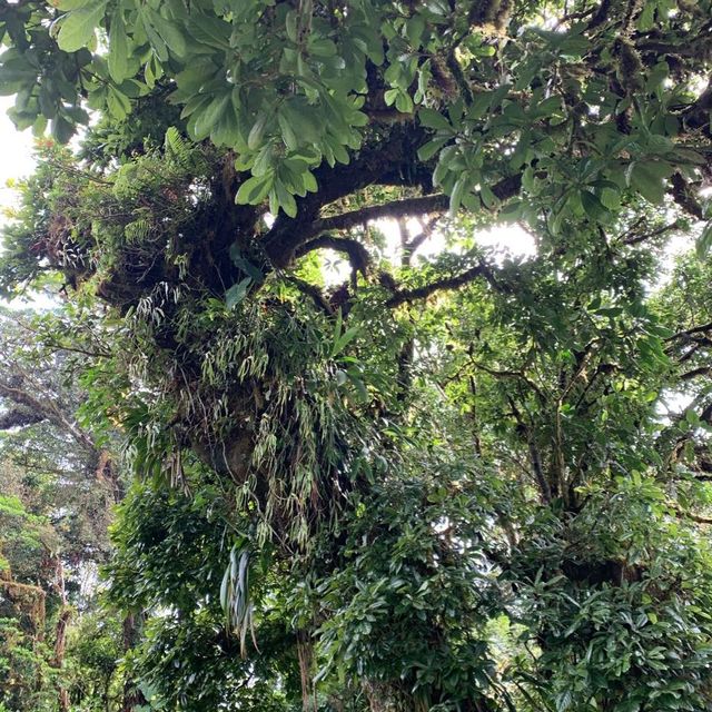 Monteverde cloud forest 🌳 