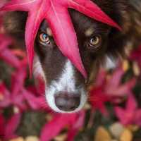 Autumn in London
