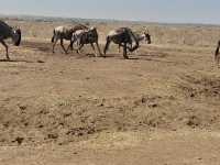 10 days kenya and tanzania safari 