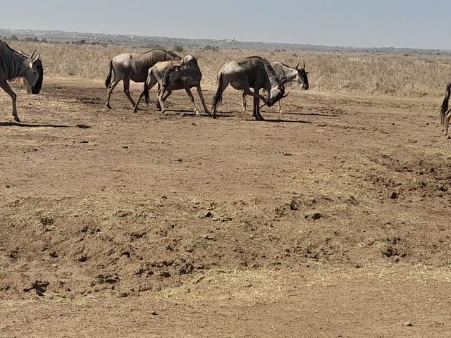 10 days kenya and tanzania safari 