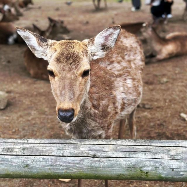 🦌奈良公園🦌親近溫馴的鹿，純鹿的世外桃源🌳