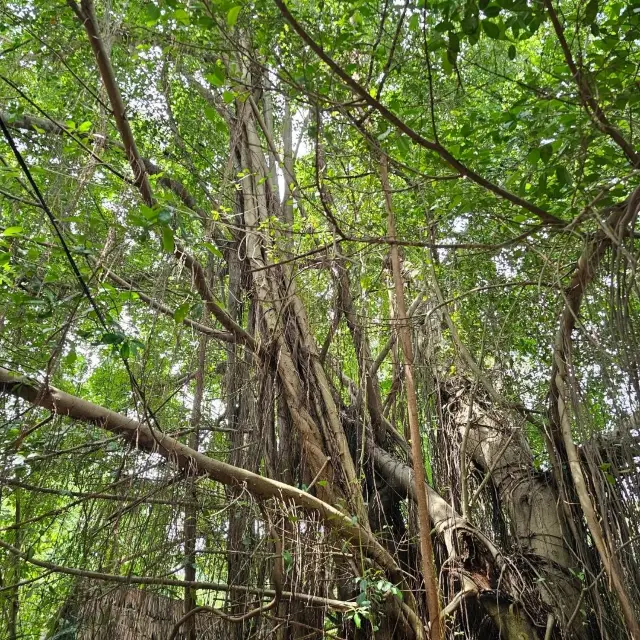 芭堤雅大象村嘅旅行時刻