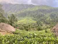 Munnar’s Cloud-Covered Hills 