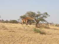 4 DAYS  TANZANIA SHARING SAFARI 