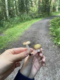 Foraging Adventure in Finnish National Park 🇫🇮 🍓🍄🌲