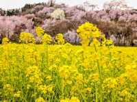 Hiking in Michinoku's Togenkyo, where cherry blossoms are in full bloom