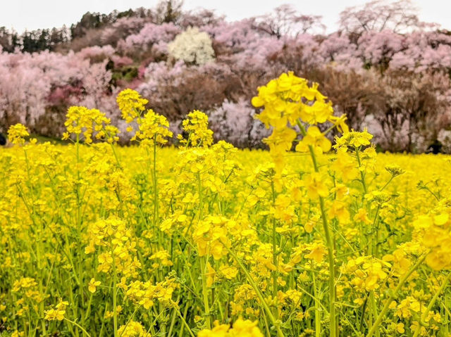 Hiking in Michinoku's Togenkyo, where cherry blossoms are in full bloom