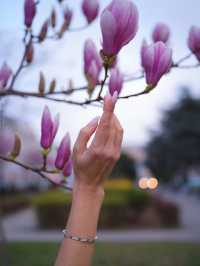 Best time to catch spring blossom in Vienna 