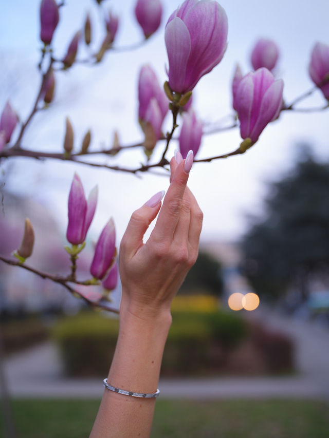 Best time to catch spring blossom in Vienna 