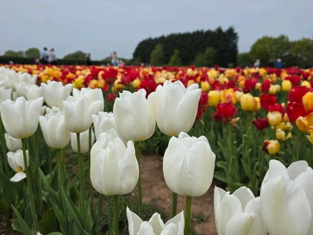 A Lovely Spring Day at Tulley's Tulip Farm, Hatton