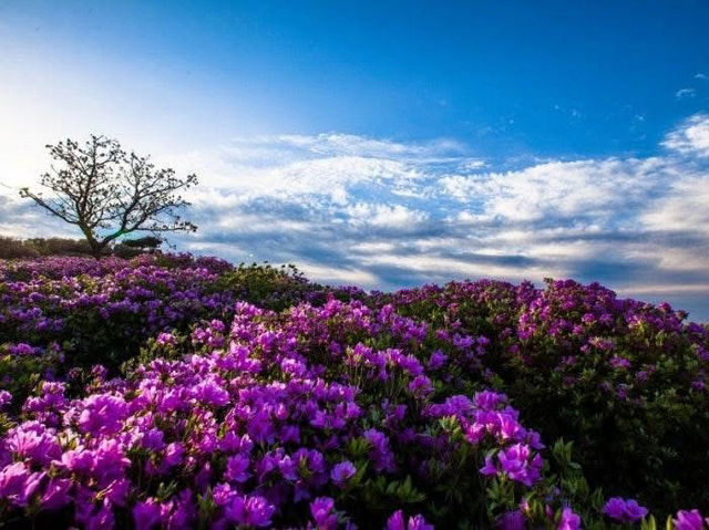 HWANGMAESAN DO QUEN FLOWER FESTIVAL