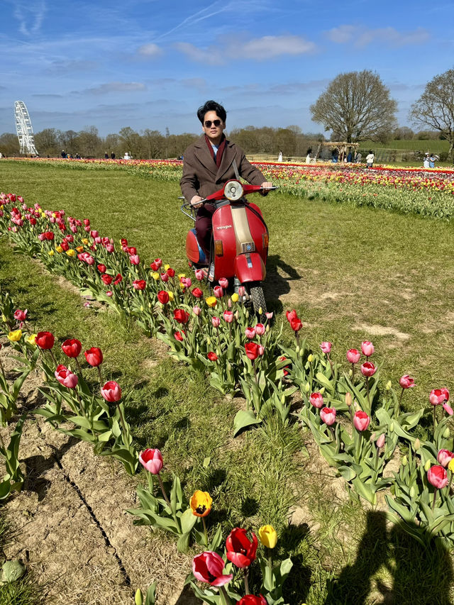Tulleys Tulip Fest - England 