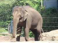 Toronga Zoo 