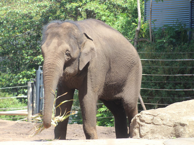 Toronga Zoo 