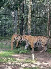 Signature Phu Quoc Safari ! Must see!