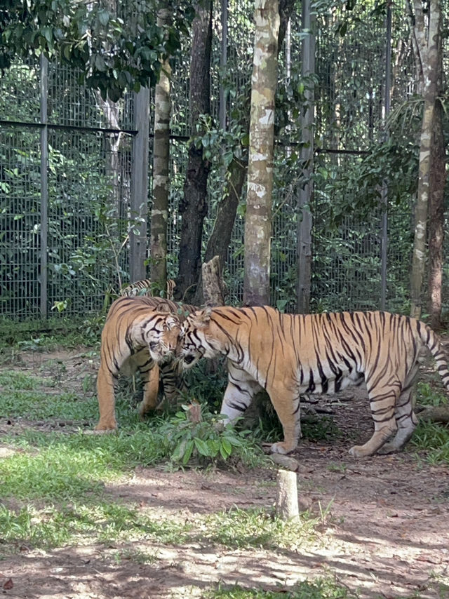 Signature Phu Quoc Safari ! Must see!