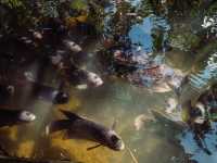 Giant Catfish Farm: A Peaceful Hidden Spot in Krabi