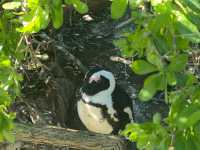 The African Penguins at Boulders Beach