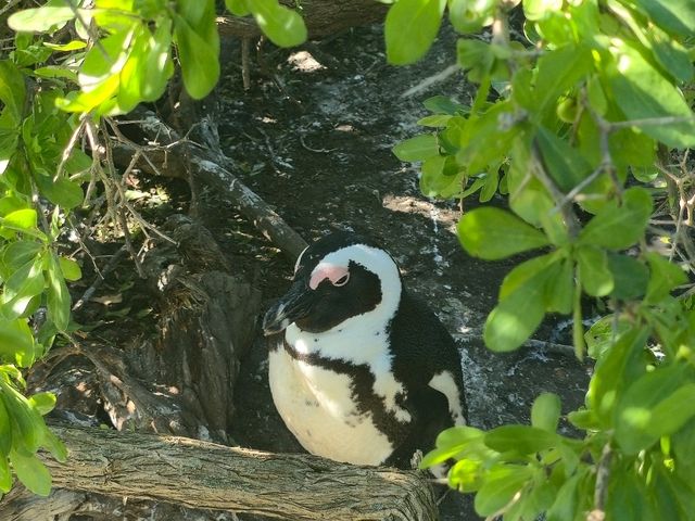 The African Penguins at Boulders Beach