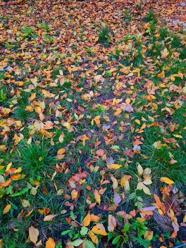 🍂 The Village Museum in Bucharest – A Peaceful Autumn 