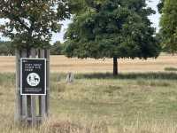 Richmond Park: Royal Nature, Wild Deer & Epic Views