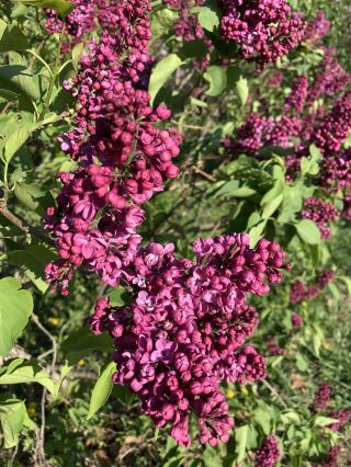 🌿🌸 城市中的自然寧靜：烏法植物園之旅