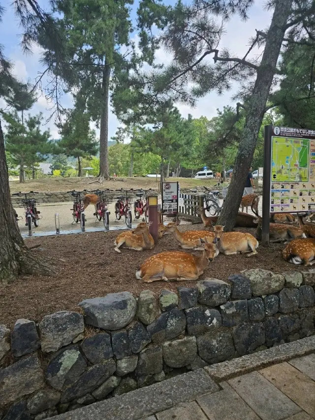 Исследуем парк Нара: историческое святилище природы и культуры Японии