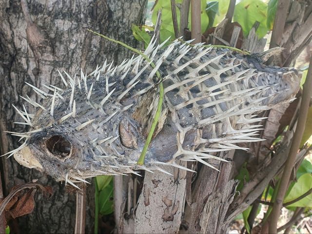 Пляж Лоо Му Ди на Пхи‑Пхи: дикая красота без толп туристов Пляж Лоо Му Ди на Пхи‑Пхи: дикая красота без толп туристов