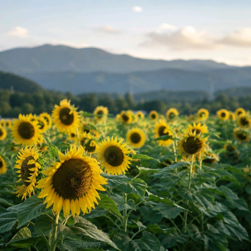 ひまわり 🌻 7月：日本のひまわりの季節 | Trip.com 大阪