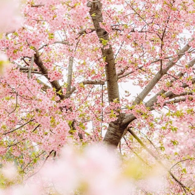 Shanghai Chenshan Botanical Garden🤩