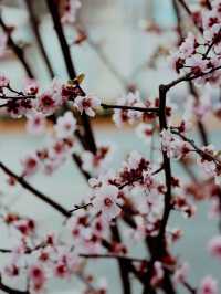 Sakura Season in Shanghai🌸🌷