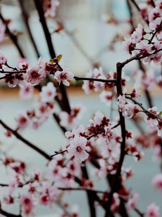 Sakura Season in Shanghai🌸🌷