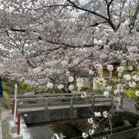 京都終極賞櫻攻略🌸 蹴上鐵道&哲學之路