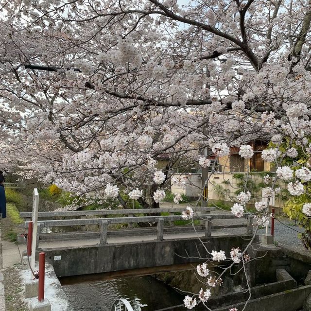 京都終極賞櫻攻略🌸 蹴上鐵道&哲學之路